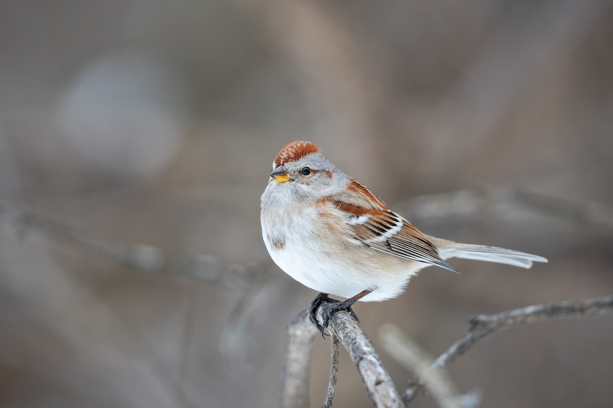 American Tree Sparrow - ML532920761