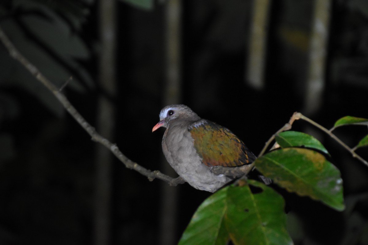 Asian Emerald Dove - ML532922731