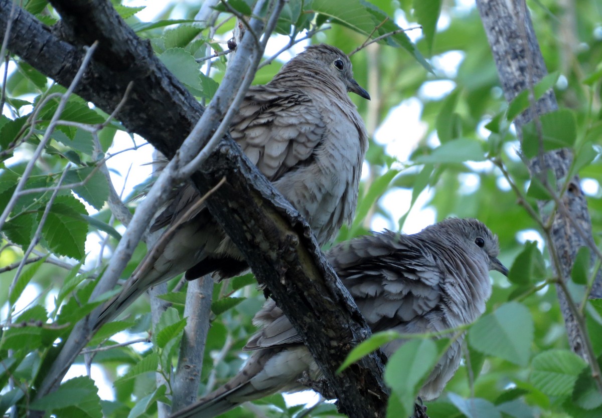 Inca Dove - Diane Drobka