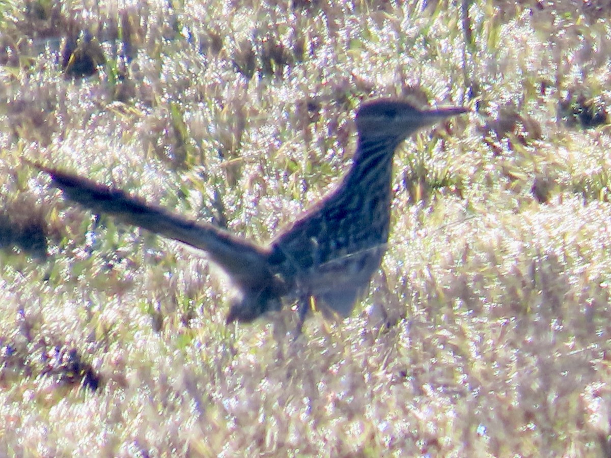 Greater Roadrunner - ML532922971