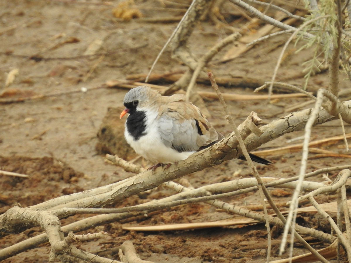 Namaqua Dove - ML532923631