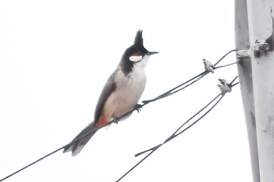 Red-whiskered Bulbul - Ken Tay