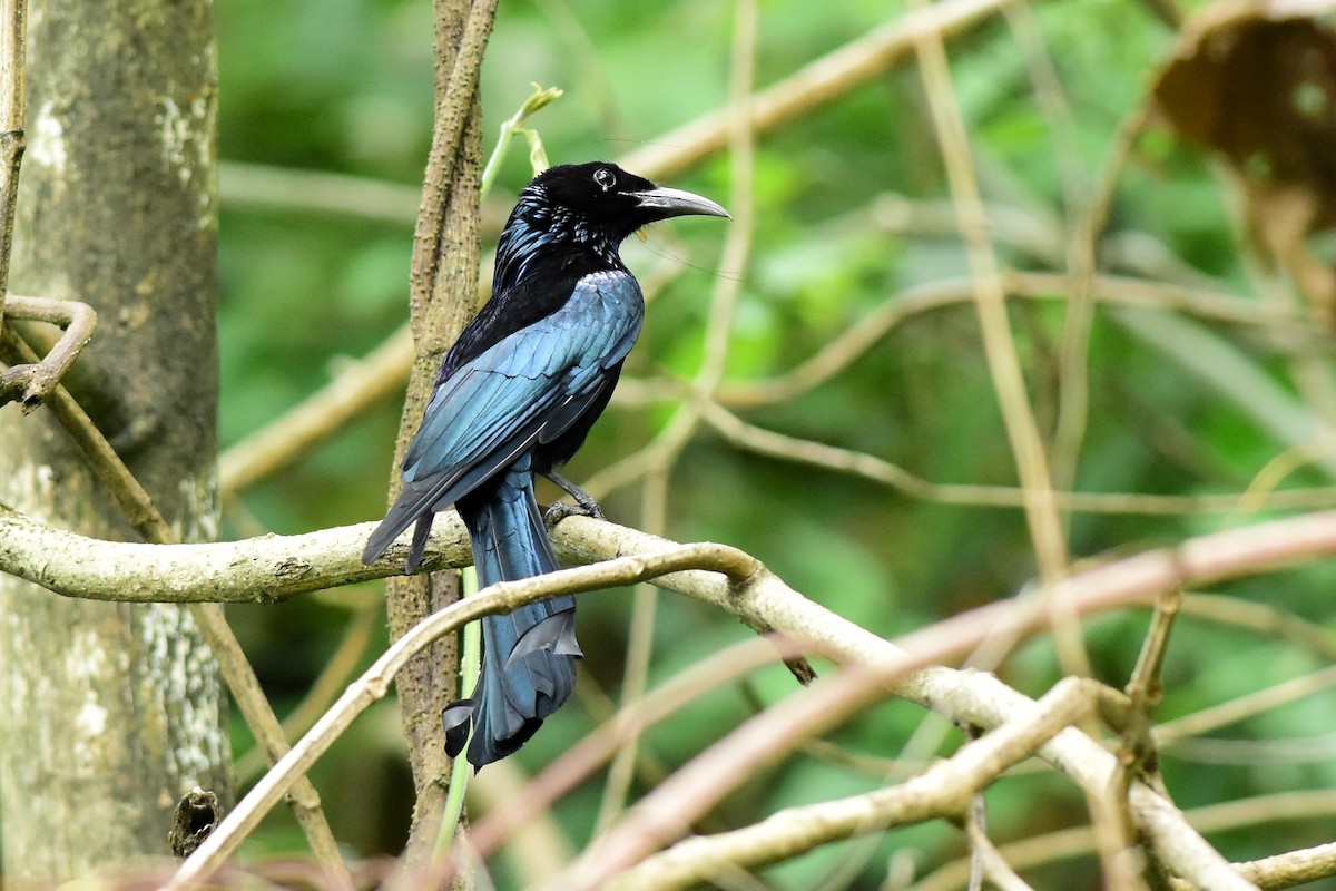 Hair-crested Drongo - Ajoy Kumar Dawn