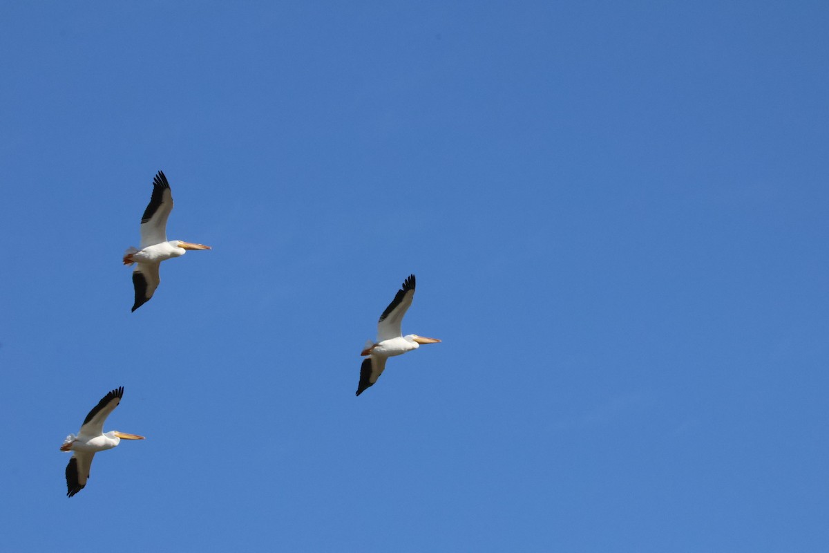 American White Pelican - ML532926521