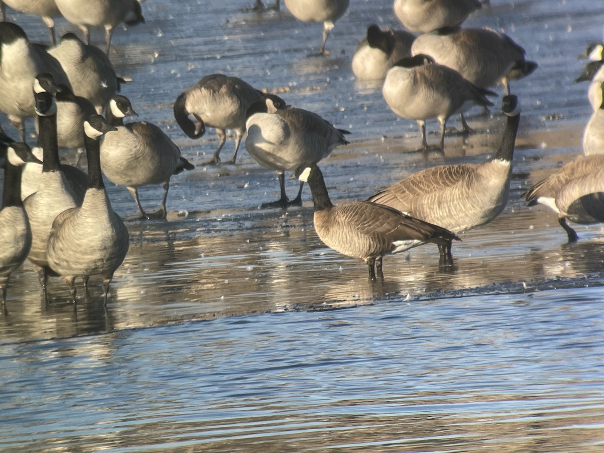 Cackling Goose (minima) - ML532926991