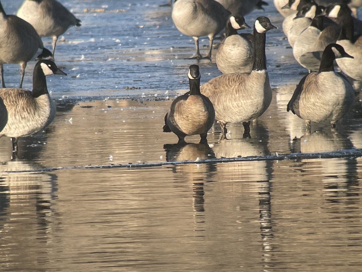 Cackling Goose (minima) - ML532927001