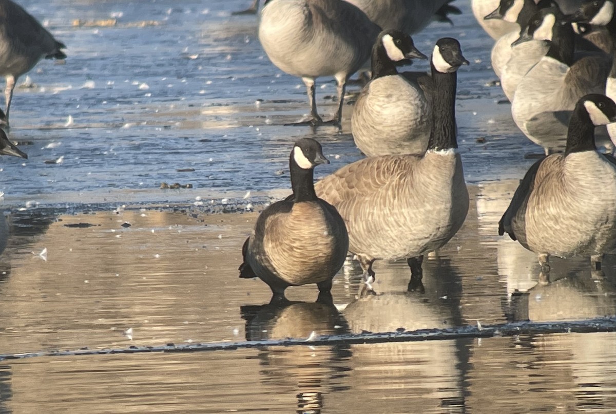 Cackling Goose (minima) - ML532927011