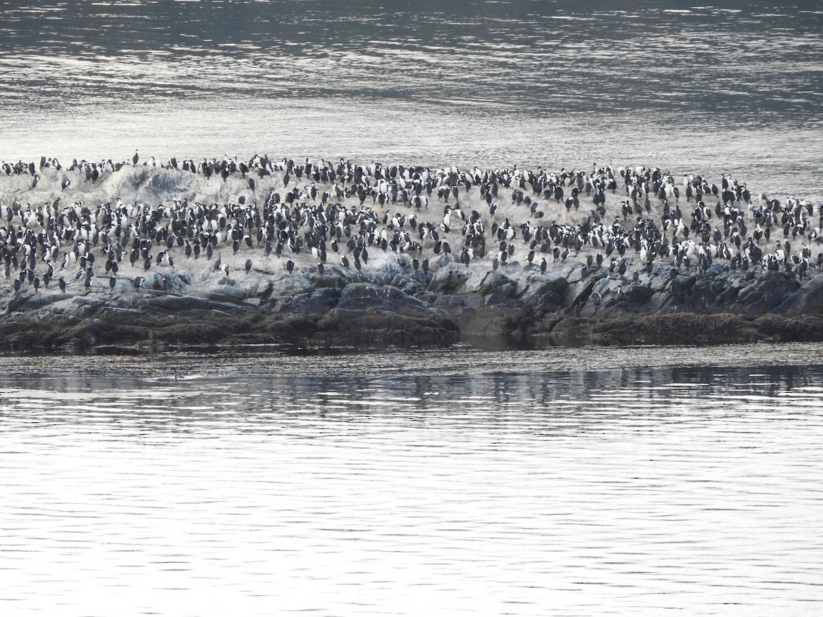 Imperial Cormorant - Jin Park