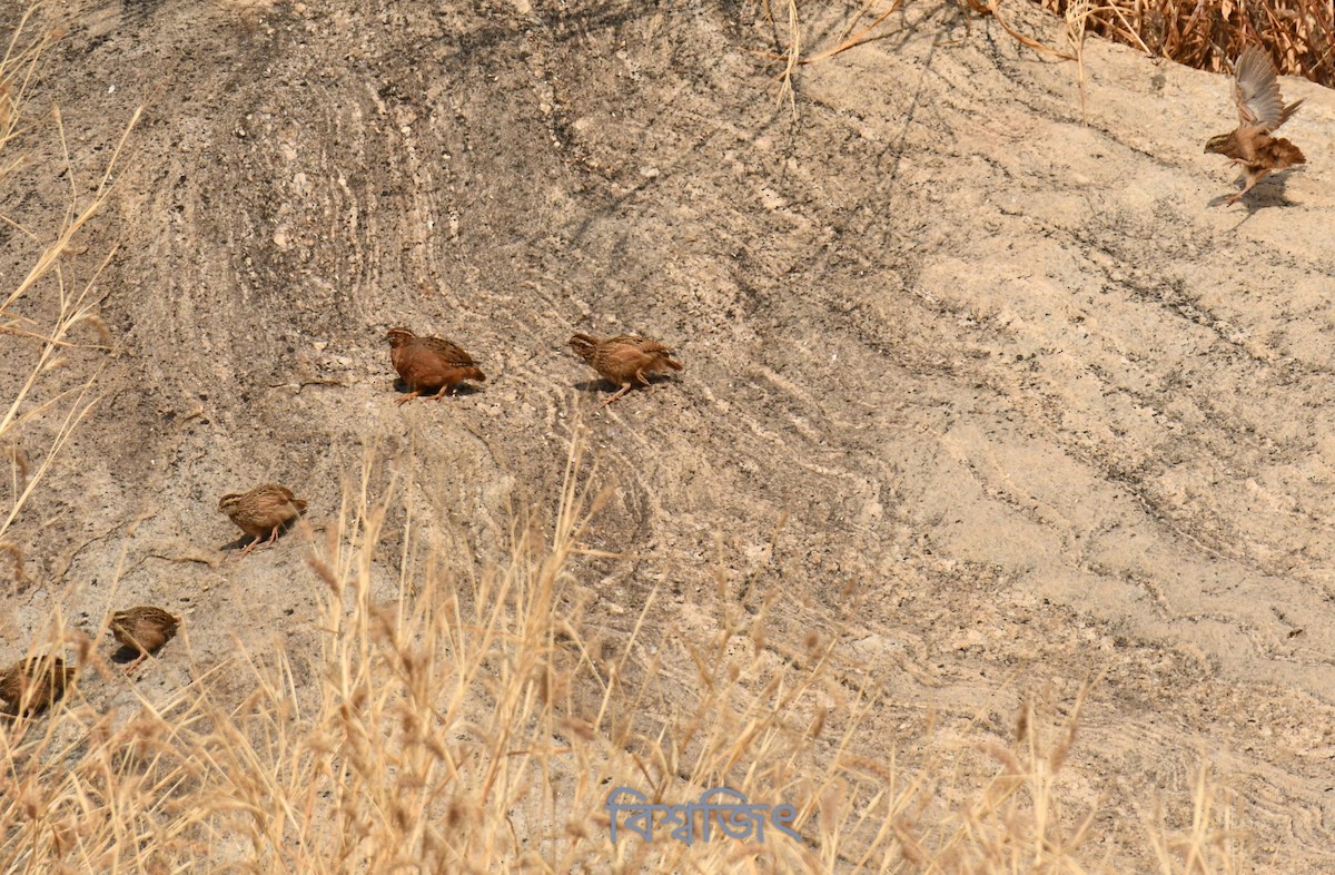 Jungle Bush-Quail - ML532927141