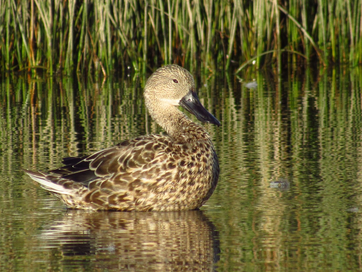 Red Shoveler - ML532927491