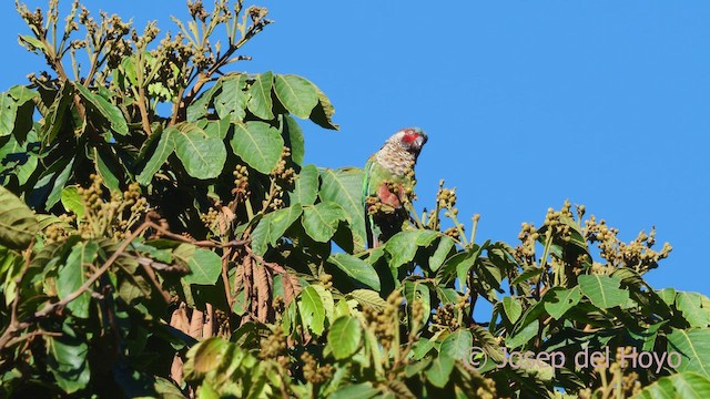 Boyalı Papağan (caeruleiceps) - ML532927841
