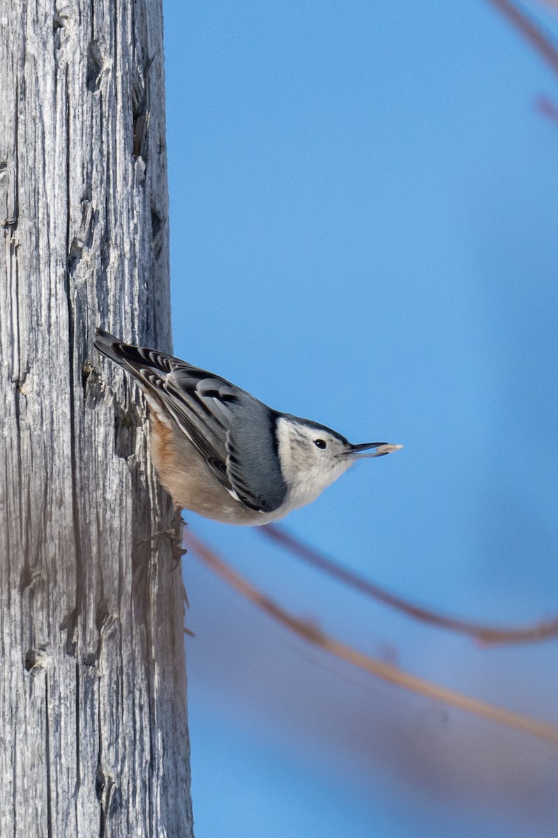 White-breasted Nuthatch - Tina Randell 🐦