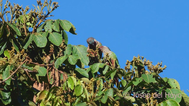 Boyalı Papağan (caeruleiceps) - ML532929401