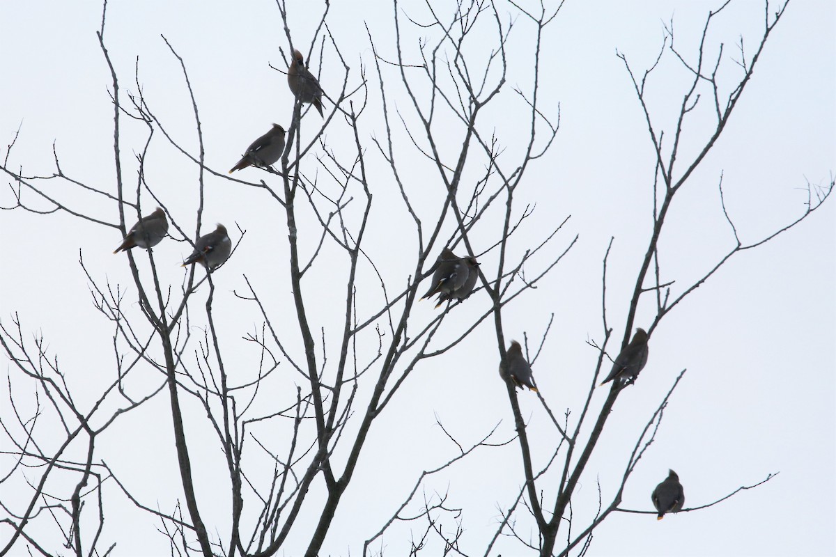 Bohemian Waxwing - ML532930571