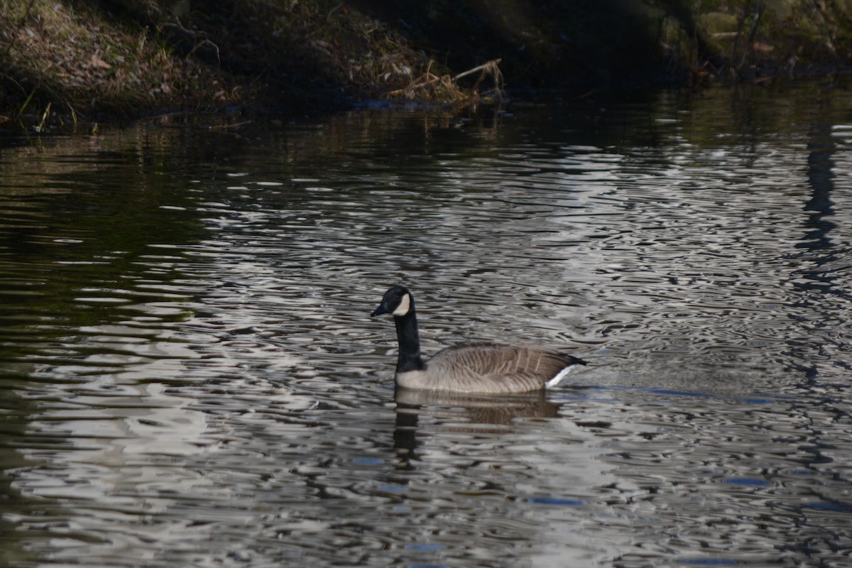 Canada Goose - ML532930801