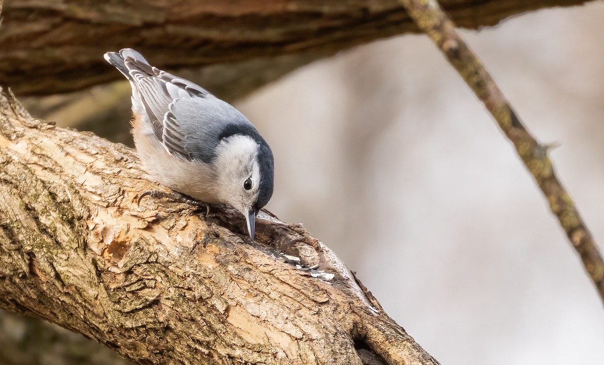White-breasted Nuthatch - ML532931491