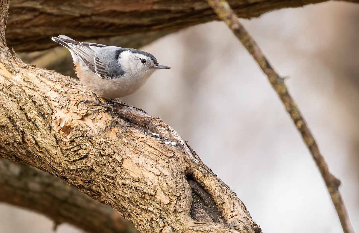 White-breasted Nuthatch - ML532931501