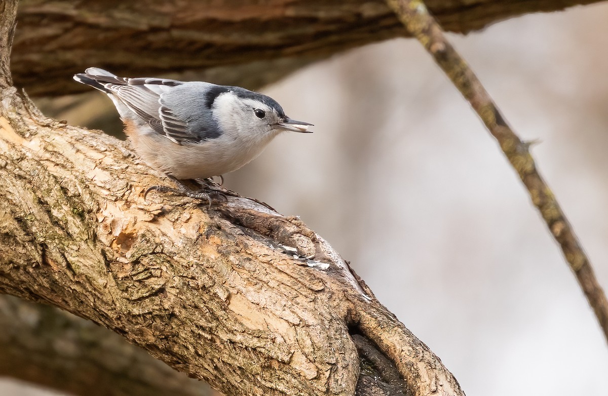 White-breasted Nuthatch - ML532931511