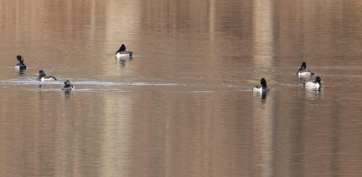 Ring-necked Duck - ML532931961