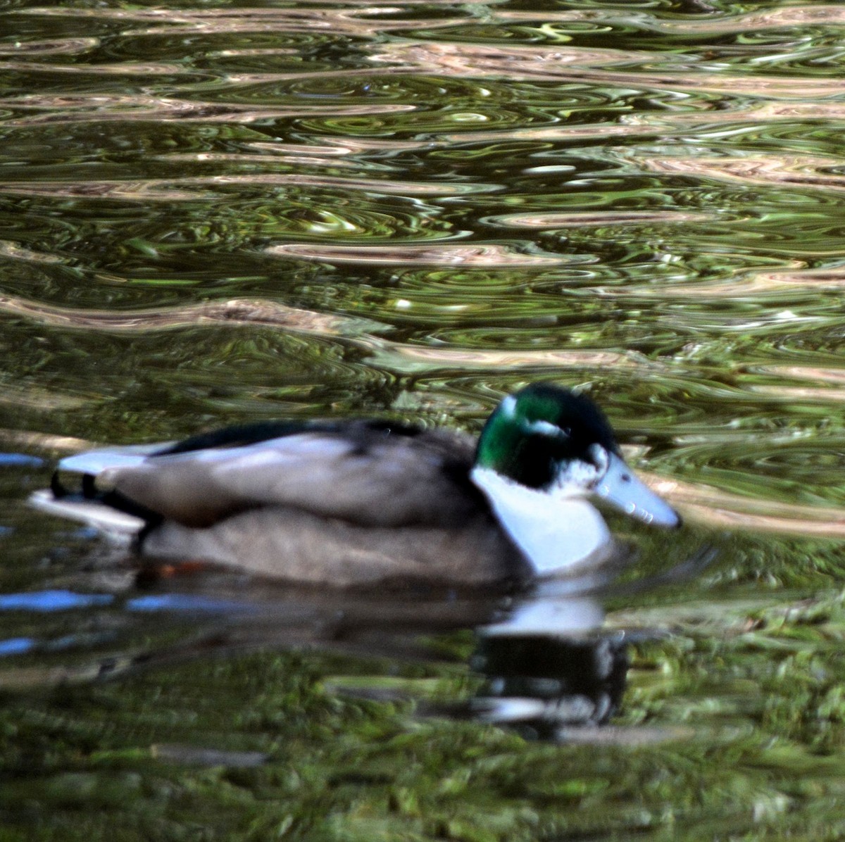 Mallard (Domestic type) - ML532932171