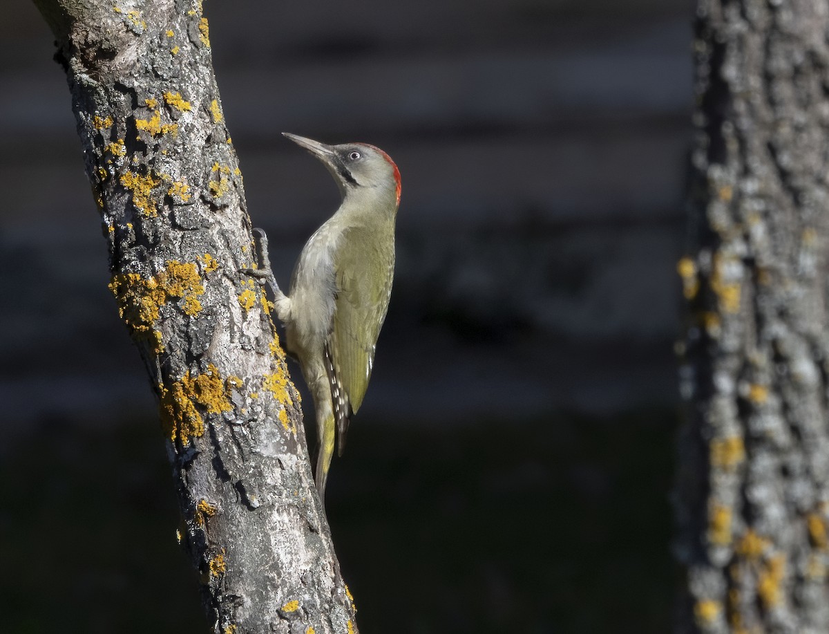 Iberian Green Woodpecker - ML532932951