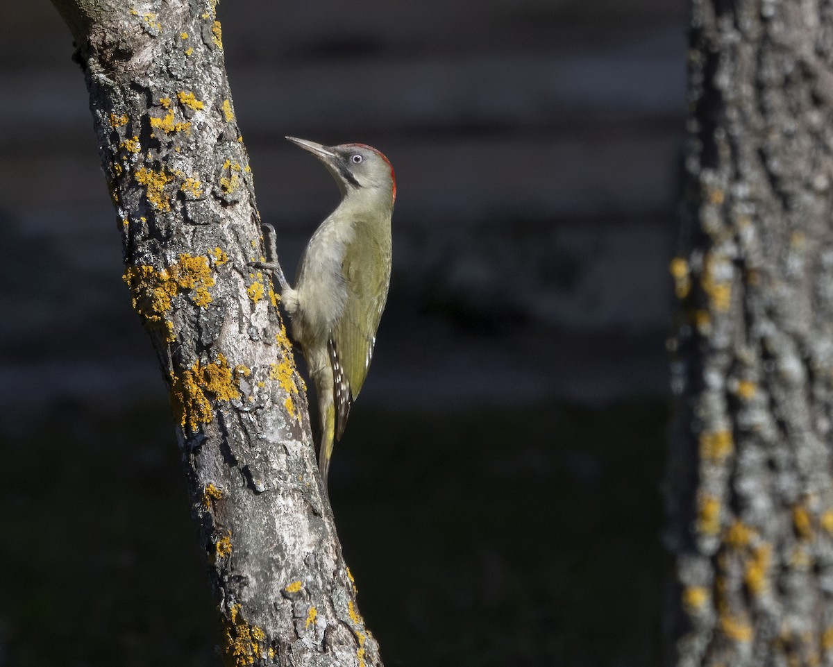 Iberian Green Woodpecker - ML532932961