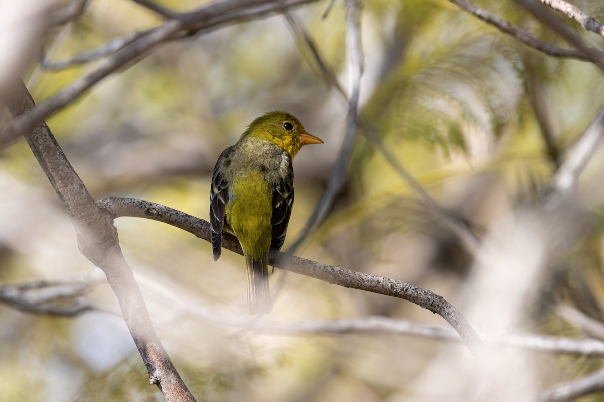 Western Tanager - ML532933321