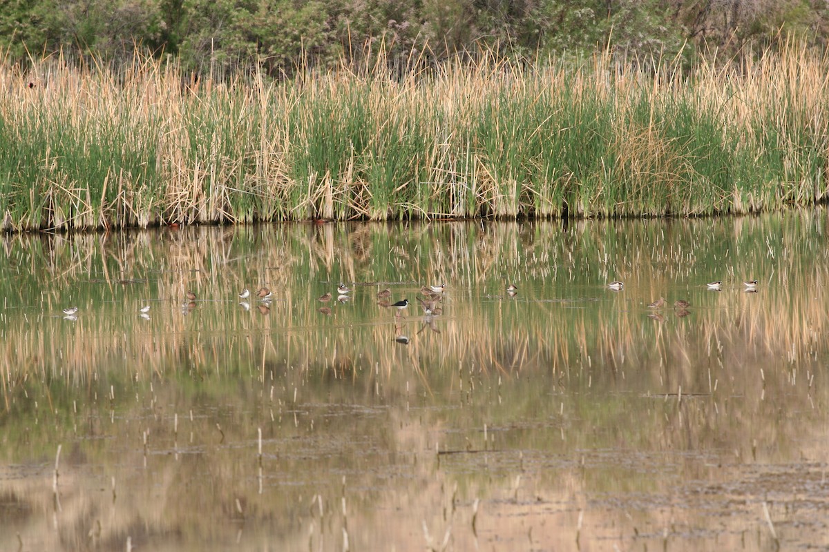 Wilson's Phalarope - Charles Hathcock