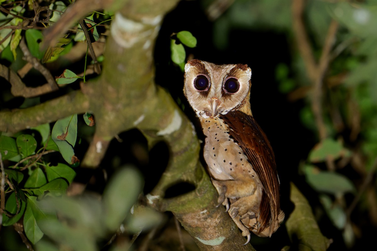 Oriental Bay-Owl - Bao ge