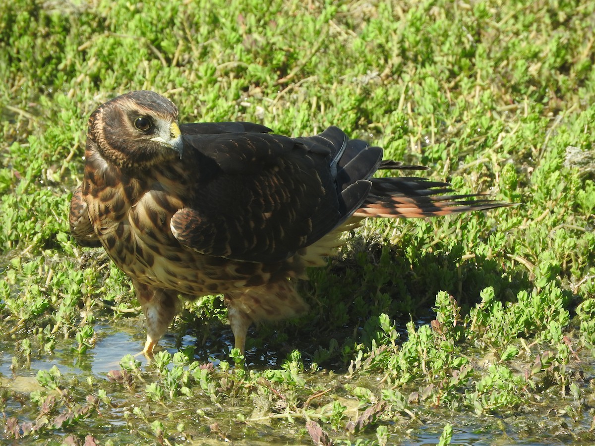 Cinereous Harrier - ML532935691