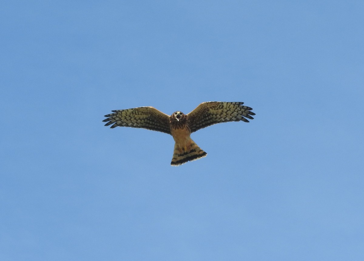 Cinereous Harrier - ML532935841