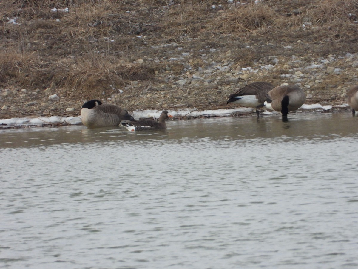 Greater White-fronted Goose - ML532937241