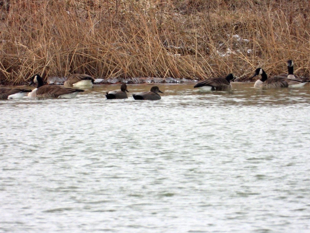 Gadwall - ML532937491