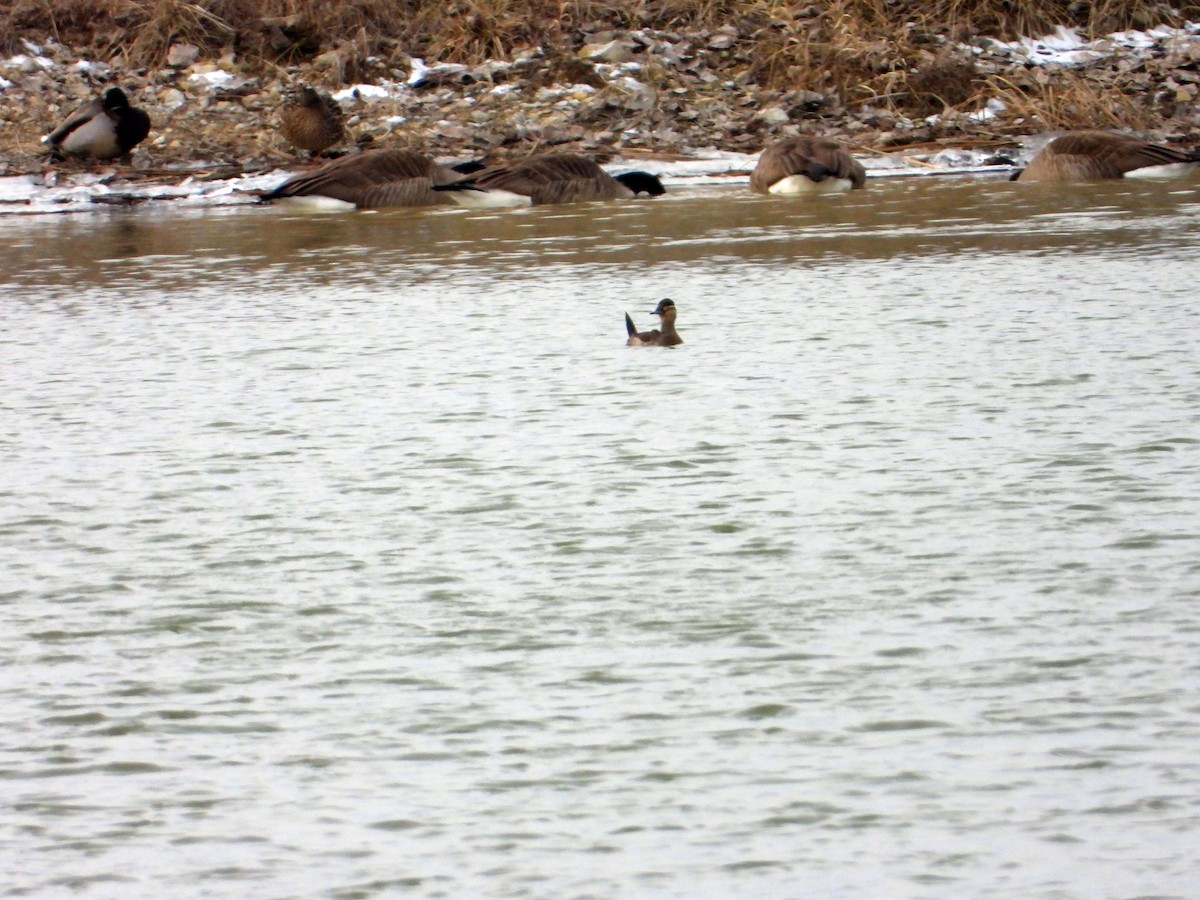 Ruddy Duck - ML532937511