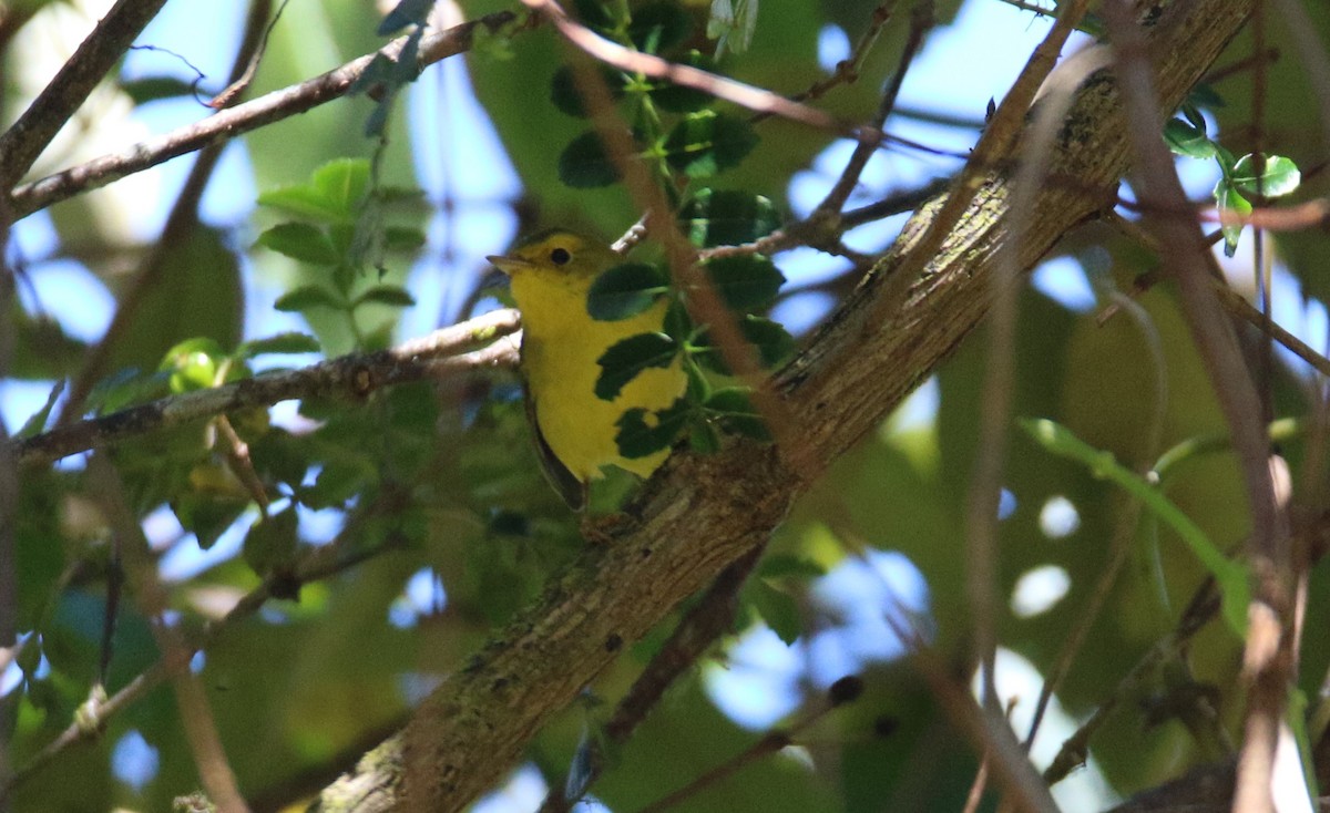 Wilson's Warbler - ML532938031