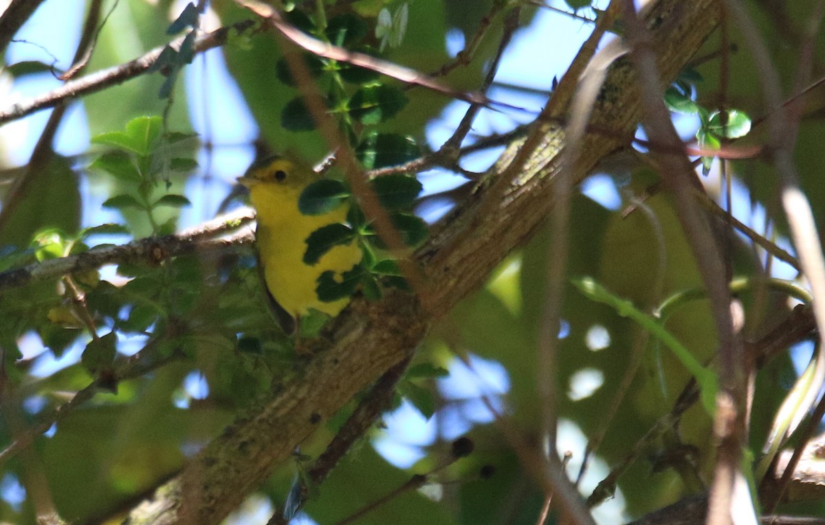 Wilson's Warbler - ML532938041