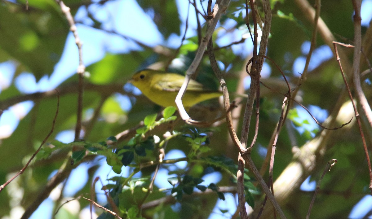 Wilson's Warbler - ML532938051