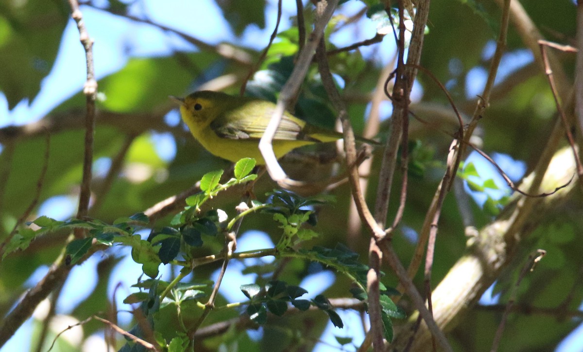 Wilson's Warbler - ML532938061