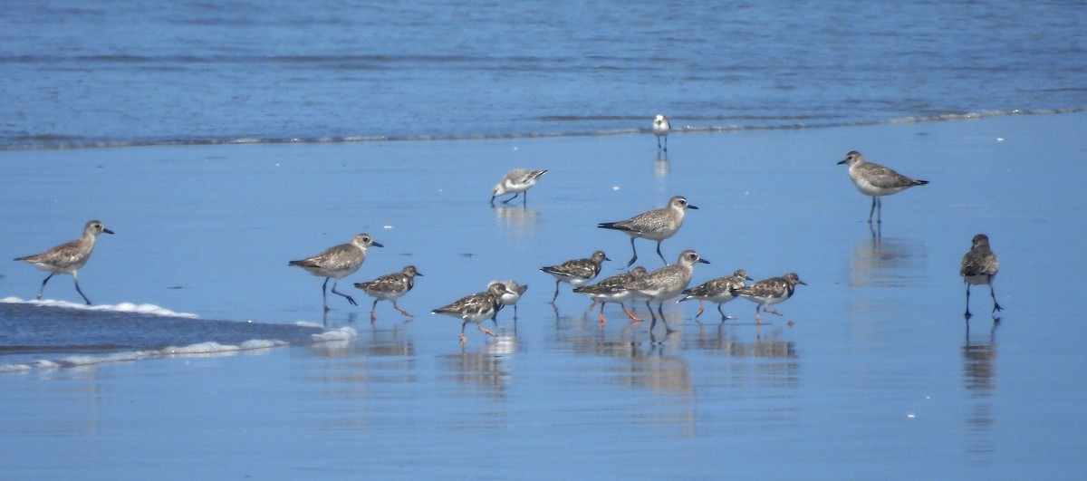 Black-bellied Plover - ML532938791