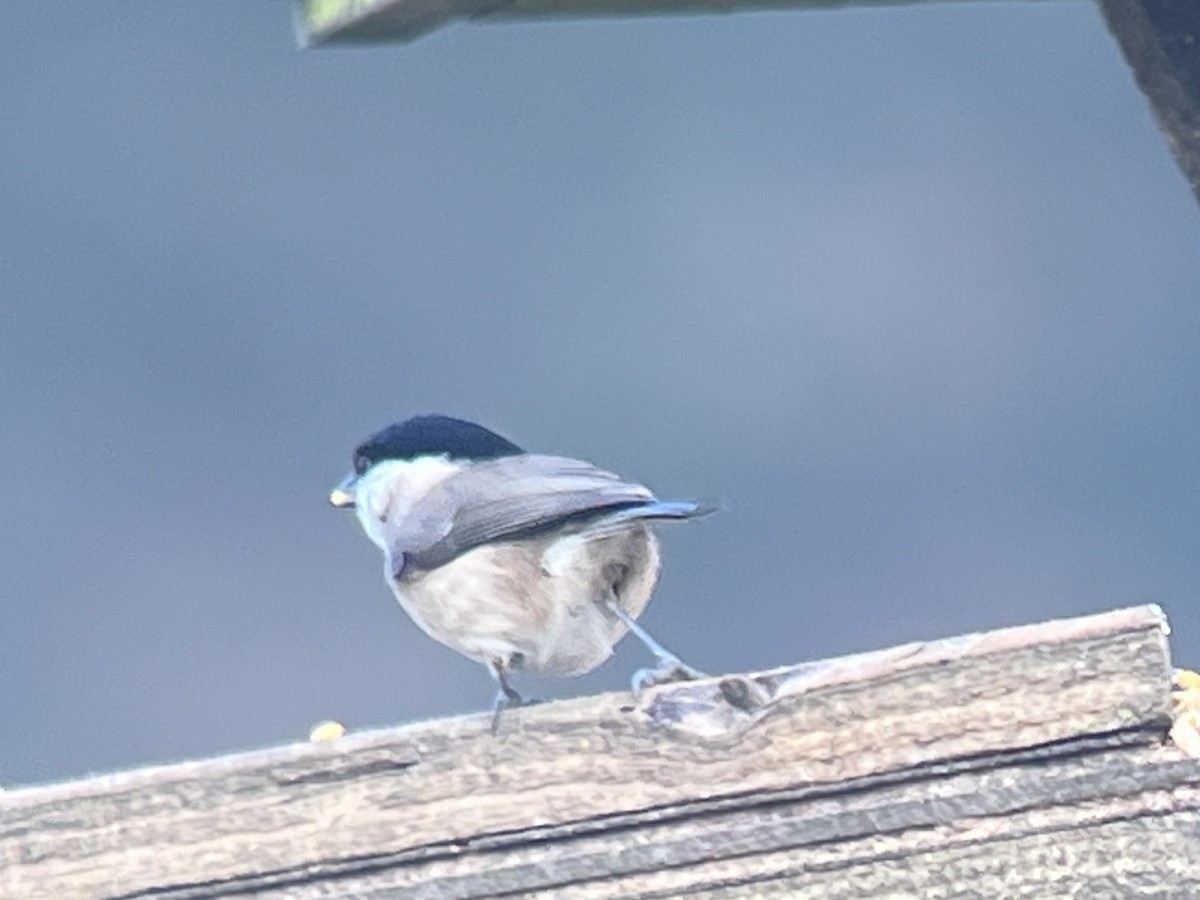 Mésange boréale - ML532939221