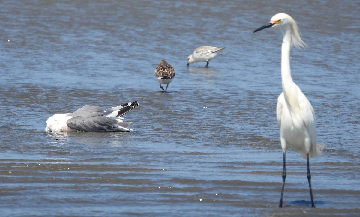 Snowy Egret - Fernando Angulo - CORBIDI