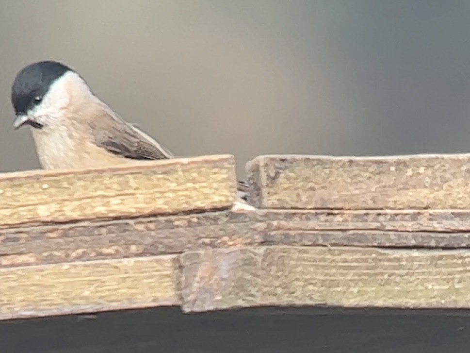 Mésange nonnette - ML532939261