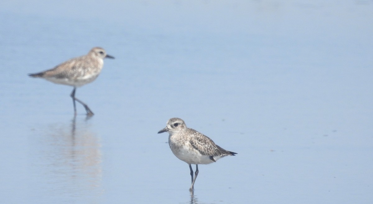 Black-bellied Plover - ML532939331