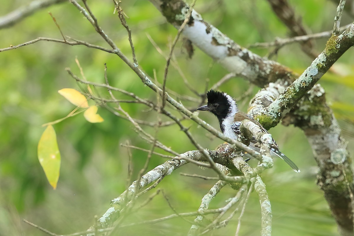 Collared Antshrike (Collared) - ML532939401