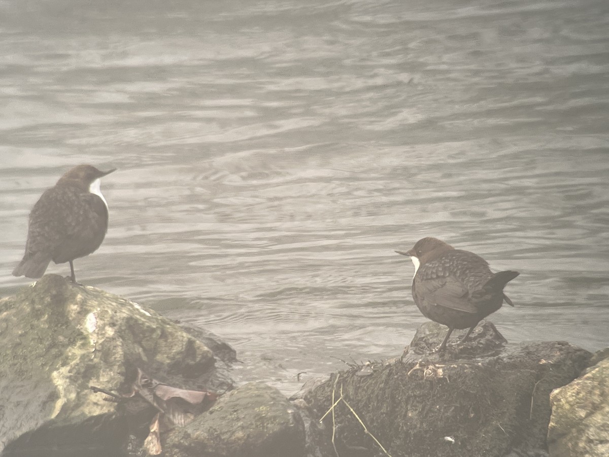 White-throated Dipper - John Hague