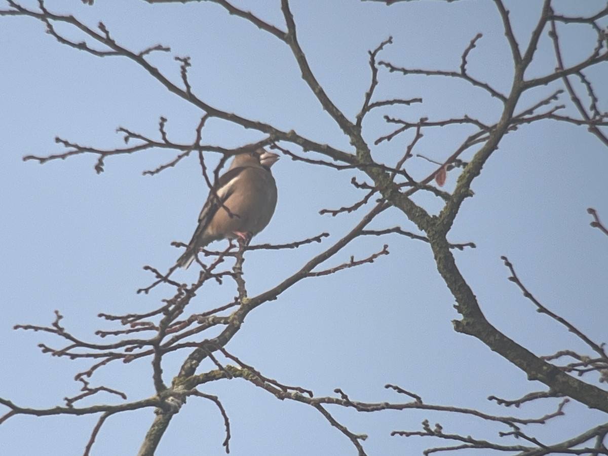 Hawfinch - John Hague