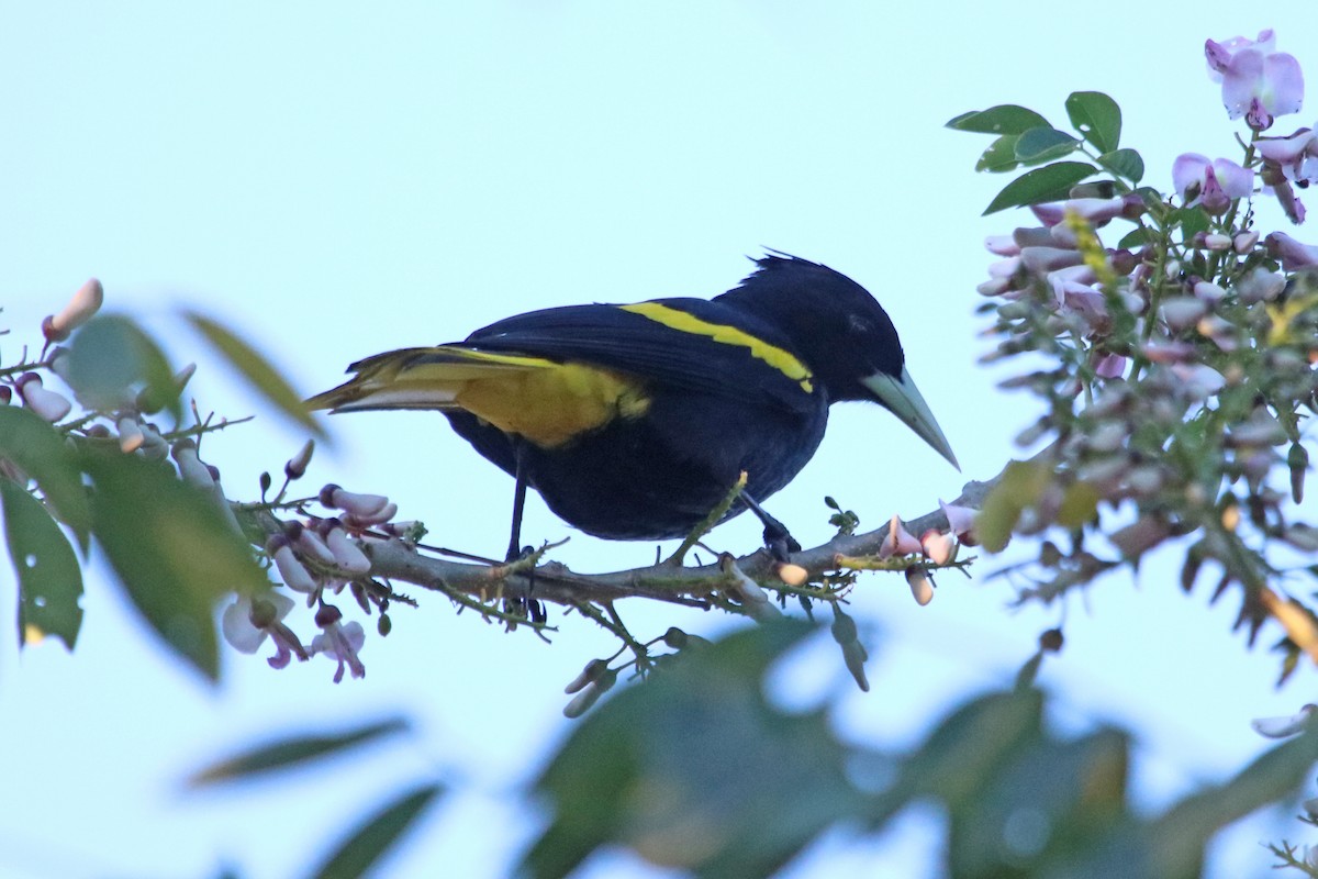 Yellow-winged Cacique - ML532940191