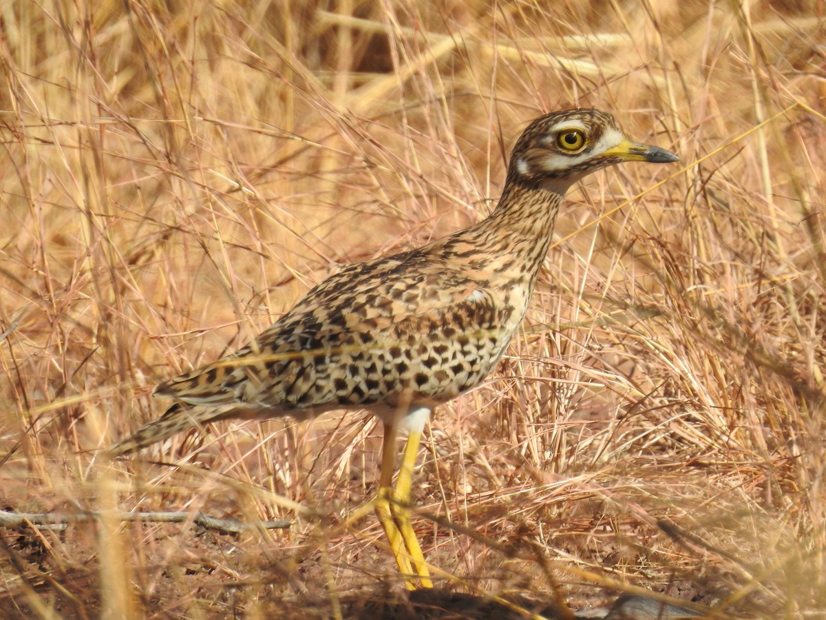 Spotted Thick-knee - David Cristóbal Huertas