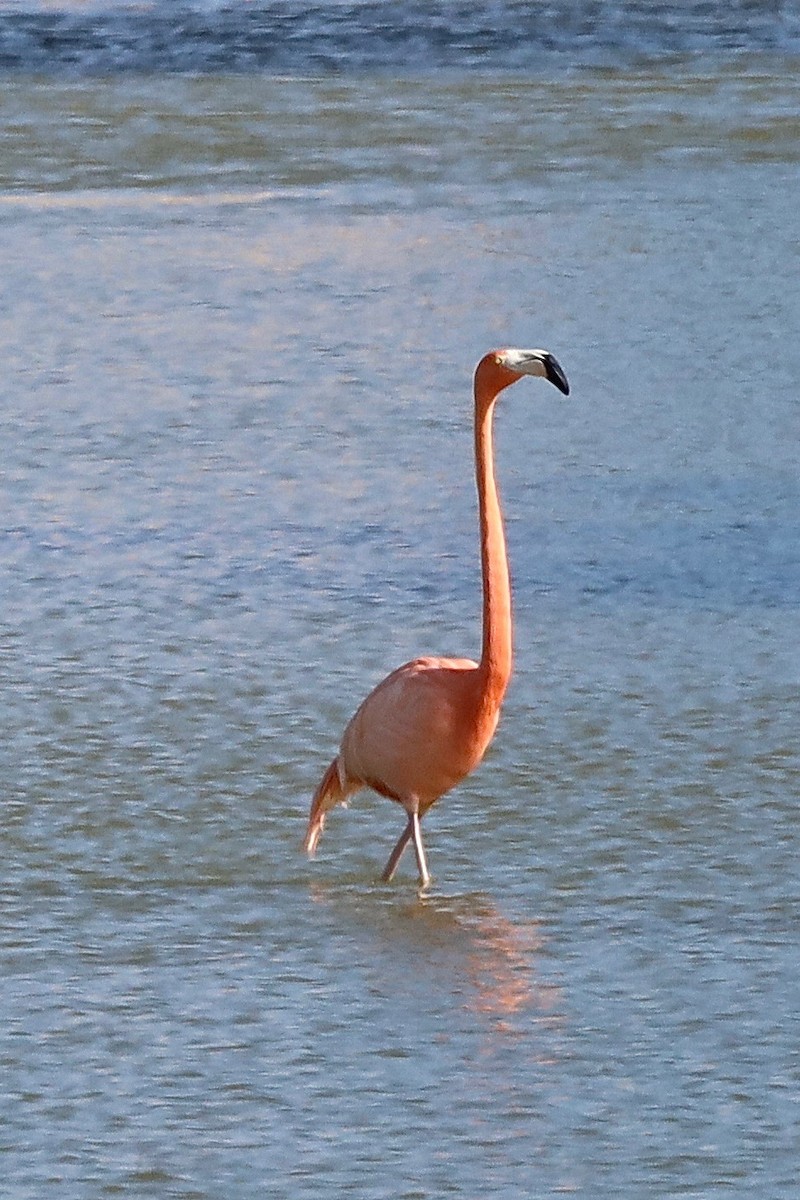 American Flamingo - ML532940391