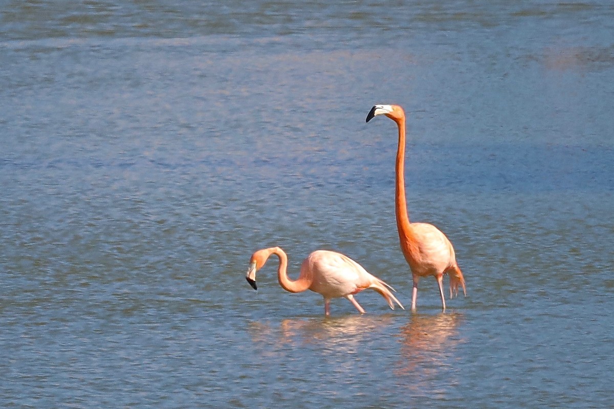 American Flamingo - ML532940411